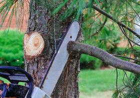 Dealing with tree removals during severe weather